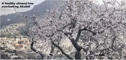  ??  ?? A healthy almond tree overlookin­g Alcalalí