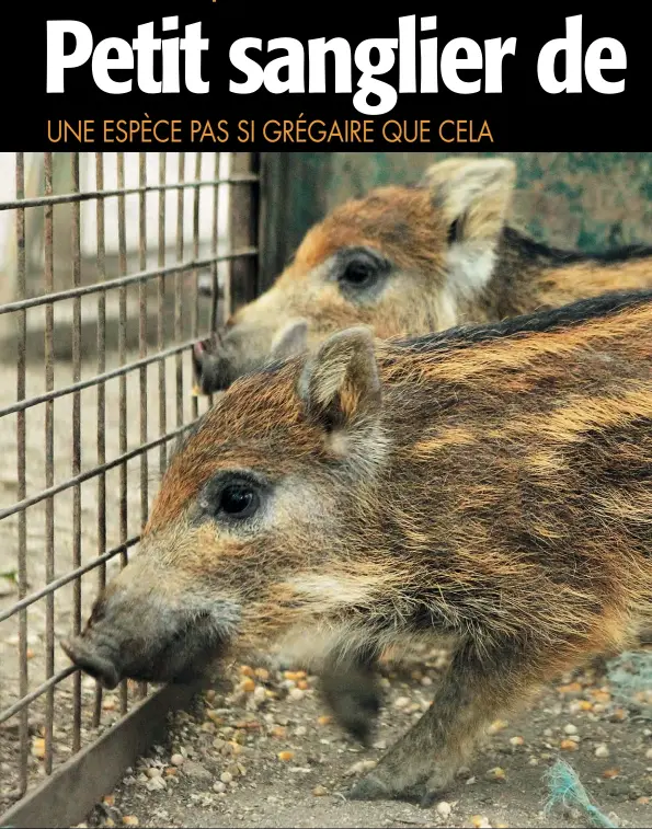  ??  ?? *Paraphrasa­nt La Fontaine : « Petit poisson deviendra grand, Pourvu que Dieu lui prête vie ; Mais le lâcher en attendant, Je tiens pour moi que c’est folie » (« Le Petit poisson et le pêcheur », Livre 5, Fable 3)