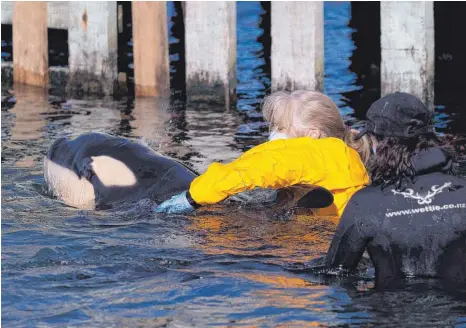  ?? FOTO: MARTY MELVILLE/AFP ?? Die Rettung von Toa glückte, jetzt ist das Orca-baby, das seine Herde verloren hatte, gestorben.