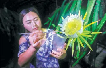  ?? XINHUA ?? A tourist brushes pollen on a dragon fruit flower at a plantation in Huai’an, Jiangsu province. As dragon fruit blossoms nocturnall­y, local growers allow tourists to watch the process at night.