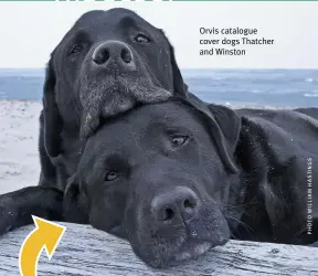  ?? ?? Orvis catalogue cover dogs Thatcher and Winston