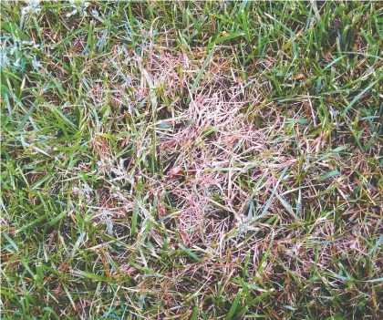  ?? ?? Fertilizin­g your lawn regularly and watering early in the morning instead of the evening can help prevent red thread from tarnishing your yard.