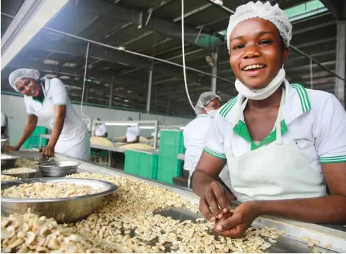  ?? Foto: Philipp Hedemann ?? Ernestina Adu-Gayanfuah (22) sortiert in der Cashew-Fabrik in Mim (Ghana) Kerne nach Größe, Farbe und Qualität.