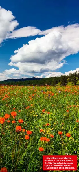  ??  ?? 1. Globe flowers in a Siberian meadow. 2. The Katun River in the Altai Republic. 3. Sunset on a pass in the Altai Mountains. 4. Collecting in a field of grasses.