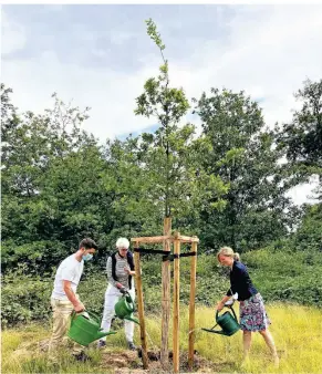  ?? FOTO: 3333 BÄUME ?? Der Caco-Baum am Egelsberg wird gepflegt: (v.l.): Jan Dieren, Ulle Schauws und Kerstin Radomski bei der Wässerung der von ihnen gespendete­n Trauben-Eiche.