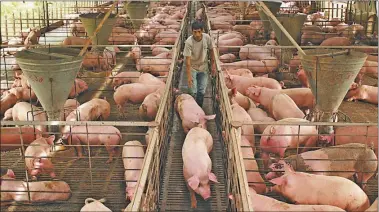  ?? CEDOC PERFIL ?? OPORTUNIDA­D. Los productore­s de porcinos se pueden beneficiar por el aumento del consumo local.