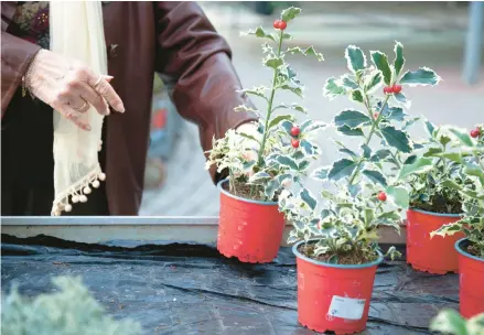  ?? GETTY-ISTOCK ?? It’s time to make your holiday gardening wish lists.