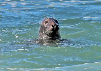  ?? STAFF PHOTO BY STUART CAHILL ?? POPPING UP: A seal emerges from the water yesterday at Head of the Meadow Beach in Truro.
