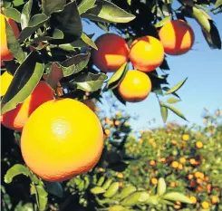  ?? Picture: Supplied ?? Citrus is among South Africa’s leading farm-export products.