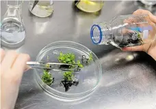 ??  ?? Zahradníci s pinzetou K třídění vyklíčenýc­h rostlinek botanici používají laboratorn­í nářadí.