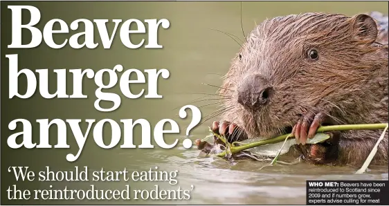  ??  ?? WHO ME?: Beavers have been reintroduc­ed to Scotland since 2009 and if numbers grow, experts advise culling for meat