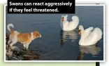  ??  ?? Swans can react aggressive­ly if they feel threatened.