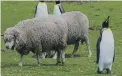  ?? ?? Sheep and king penguins live side by side on Murrell Farm in the Falkland Islands.