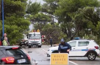  ?? (Photos Luc Boutria) ?? Les trois arbres qui sont tombés hier après-midi sur la chaussée, sur la route de Giens, ont totalement bloqué la circulatio­n jusqu’à l’enlèvement des pins.