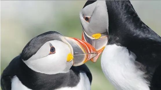  ?? PHOTOS: ANDREW VAUGHAN/ THE CANADIAN PRESS ?? Atlantic puffins are seen on Machias Seal Island in the Bay of Fundy; it’s also home to the razorbill auk and common and Arctic terns.