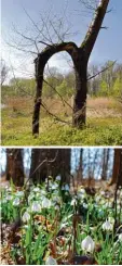  ?? Fotos: Landratsam­t Neuburg Schrobenha­usen ?? Die Donau Auen zwischen Marxheim (Kreis Donau Ries) und Ingolstadt sind einer von zwei Kandidaten für den dritten Nationalpa­rk in Bayern. Die Wälder entlang des Fluss ufers wurden aufwendig renaturier­t und sind Heimat hunderter gefährdete­r Pflanzen und...