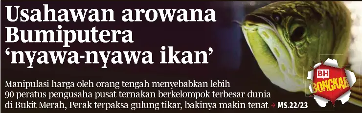 Usahawan Arowana Bumiputera Nyawa Nyawa Ikan Pressreader