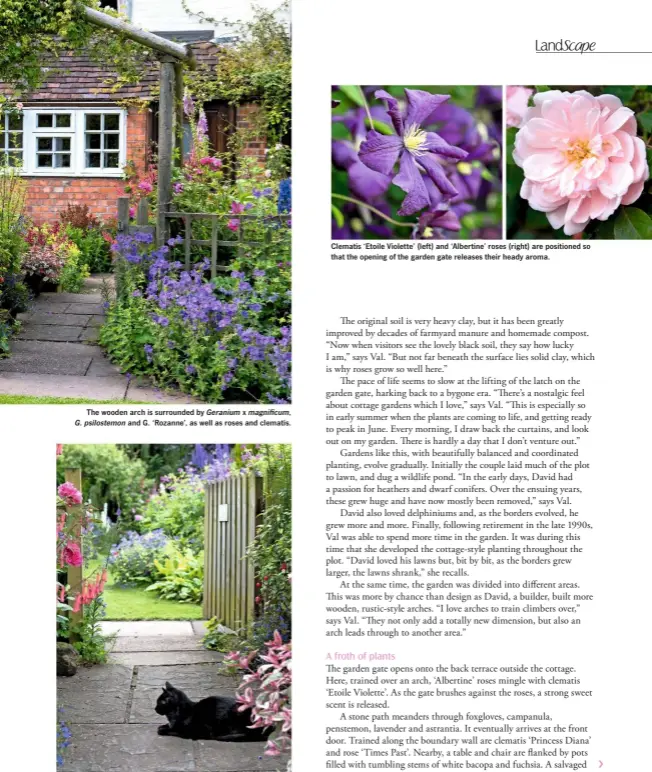  ??  ?? The wooden arch is surrounded by Geranium x magnificum, G. psilostemo­n and G. ‘Rozanne’, as well as roses and clematis. Bibby the cat enjoys a sheltered spot, created by the abundance of plants. Clematis ‘Etoile Violette’ (left) and ‘Albertine’ roses (right) are positioned so that the opening of the garden gate releases their heady aroma. ›