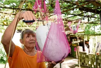  ?? — KT GOH/ The Star ?? Fruit of his labour: Hung harvesting a melon grown in his garden at his home in Tingkat Permai, Gelugor.