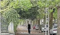  ?? NEVILLE MARRINER ?? Older Auckland suburbs are more likely to have matured trees.