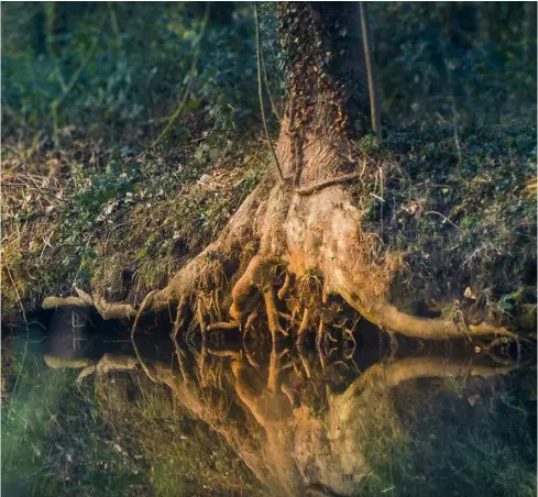  ??  ?? Le radici non si muovono, mentre le tradizioni scorrono come l’acqua