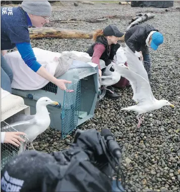  ?? — THE CANADIAN PRESS ?? Dozens of rescued seagulls are released by the Wildlife Rescue Associatio­n Wednesday at New Brighton Park in Vancouver.