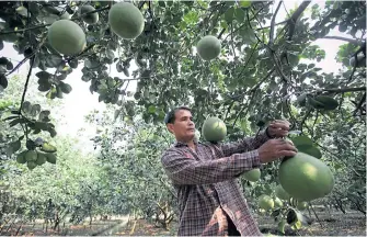  ??  ?? Pomelo is one of Nakhon Pathom’s signature fruit.