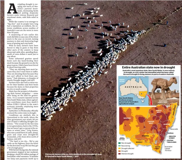  ?? AFP ?? This aerial shows cattle on a dry paddock in the drought-hit area of Quirindi in New South Wales. —