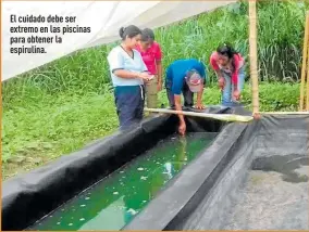  ??  ?? El cuidado debe ser extremo en las piscinas para obtener la espirulina.