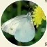  ?? ROBERT GUYTON ?? Cabbage white butterfly.