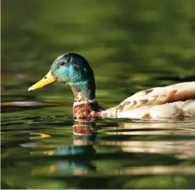  ??  ?? Above: Mallard ducks molt their feathers in July and temporaril­y shed their brighter colors. (Getty Images)