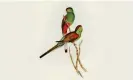  ?? ?? The paradise parrot or beautiful parakeet (Psephotus pulcherrim­us) illustrate­d by Elizabeth Gould for John Gould’s Birds of Australia.