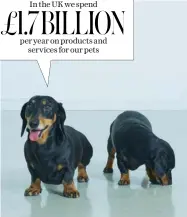  ??  ?? £1.7 In the BILLION UK we spend per year on products and services for our pets