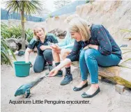  ??  ?? Aquarium Little Penguins encounter.