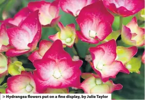  ??  ?? > Hydrangea flowers put on a fine display, by Julie Taylor