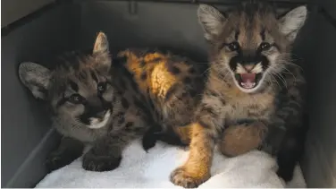  ?? Oakland Zoo ?? Two female mountain lion cubs, who would not survive in the wild without their mother, were rescued from the Zogg Fire and are being cared for at the Oakland Zoo, as is a male cub.