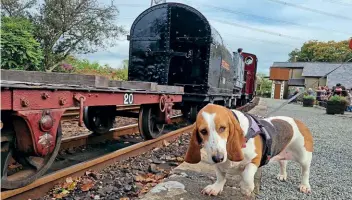  ?? ?? A curious dog inspects the freight train at Minffordd on October 9, 2022. Restored gunpowder van No. 152 is the vehicle immediatel­y behind. WILL STRATFORD