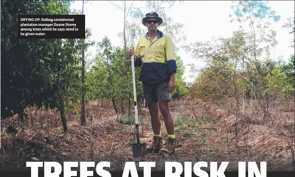 Trees At Risk In Water Wrangle Pressreader