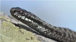  ??  ?? Below: Adders are secretive creatures