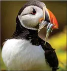  ??  ?? tHRiVing: An Atlantic puffin after another successful hunt for sand eels