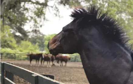  ??  ?? CBD is being studied for its effects on anxious behavior, stress, and immune response in horses.