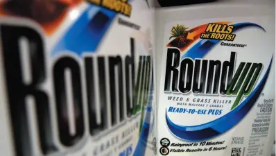  ?? AP FILE PHOTO ?? Bottles of Roundup herbicide, a product of Monsanto, are displayed on a store shelf. Health Canada scientists say there is no reason to believe the scientific evidence they used to approve continued use of glysophate in weed killers was tainted.