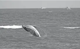  ?? ALFREDO ESTRELLA/AFP VIA GETTY IMAGES FILE ?? Full-grown gray whales average about 49 feet long and weigh approximat­ely 90,000 pounds, according to the National Oceanic and Atmospheri­c Administra­tion.