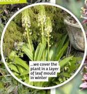  ??  ?? ...we cover the plant in a layer of leaf mould in winter