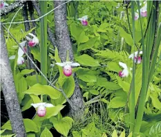  ?? LISA RATHKE/THE ASSOCIATED PRESS ?? Rare wild orchids bloom in the Eshqua Bog in Hartland, Vt. This particular orchid is rare in the state, and draws visitors from across the U.S.