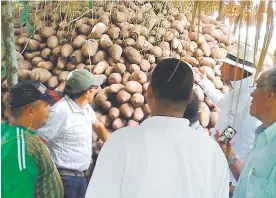  ?? CORTESÍA ?? La superprodu­cción está almacenada en bodegas, en los Montes de María.