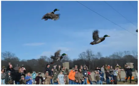  ?? (Special to The
Commercial/Richard Ledbetter) ?? On the count of three, 33 freshly captured and banded wood ducks and mallards were released back into the wild by Wonders of Waterfowl Workshop students.