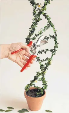 ?? FOTO: IMAGO IMAGES ?? Ein Topf, eine in DNA-Form gewachsene Pflanze und eine Gartensche­re – in echt ist Crispr/Cas9 natürlich eine komplexere Angelegenh­eit.
