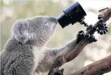  ?? REUTERS ?? A Koala looks at a camera as it sits atop a branch in its enclosure at Wild Life Sydney Zoo in Sydney, New South Wales.