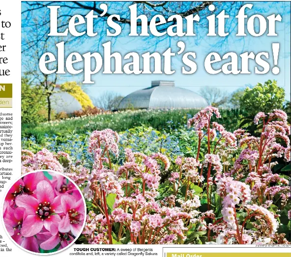  ?? ANDREW KEARTON / ALAMY ?? TOUGH CUSTOMER: A sweep of Bergenia cordifolia and, left, a variety called Dragonfly Sakura